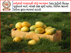 Late arrival due to unseasonal rains: Saffron mango season approaching completion, Box dropped to 350; Reduction in retail prices of various mangoes