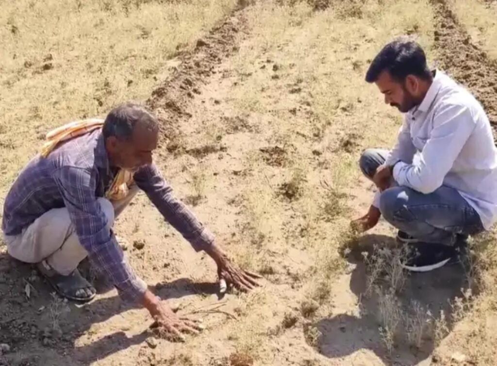 In Surendranagar district there was a change in the weather, there was fear of subsequent fall of cumin