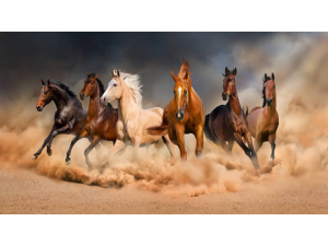Vastu Tips : Such a picture of seven horses that are not even mistakenly placed in the house, otherwise the treasury will be shattered