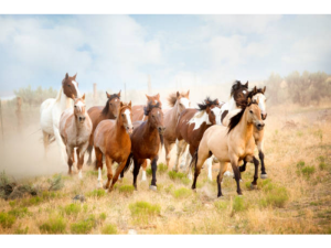 Vastu Tips : Such a picture of seven horses that are not even mistakenly placed in the house, otherwise the treasury will be shattered