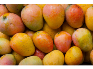 Late arrival due to unseasonal rains: Saffron mango season approaching completion, Box dropped to 350; Reduction in retail prices of various mangoes