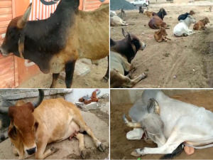 Lumpy virus: Symptoms of lumpy in cattle of 3 villages of Dhrangadhra : The disease also appeared in Halwad