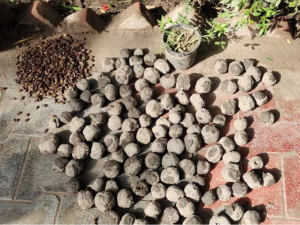 Monday Positive: 500 trees grew after planting clay balls filled with more than 3,000 lemon seeds in 3 years