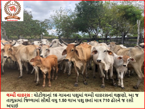 Lumpy virus: Symptoms of Lumpy virus in cattle from 16 villages of Chotila, in the same taluk, only 710 cattle were vaccinated despite having the highest number of 1.50 lakh cattle in the district.