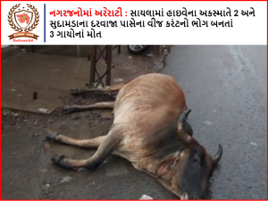 Outcry among the townspeople : 2 cows die in Sayla highway accident and 3 cows die of electrocution near Sudamada darwaja