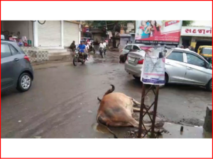 Outcry among the townspeople : 2 cows die in Sayla highway accident and 3 cows die of electrocution near Sudamada darwaja