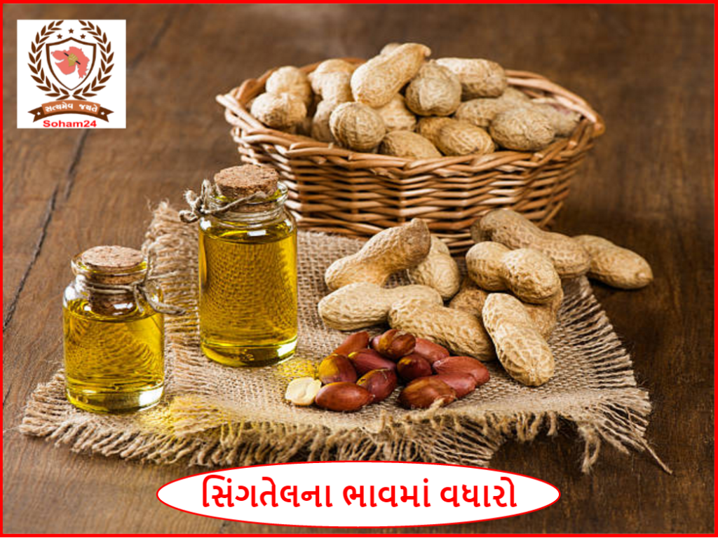 તેલના ભાવમાં વધારો - બે જ દિવસમાં સીંગતેલના ભાવ ડબ્બે રૂ.150 વધી ગયા, ફરી 3 હજારને પાર; ચીનમાં મોટાપાયે નિકાસને લીધે ભાવ વધ્યા