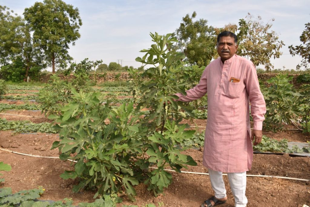 સુરેન્દ્રનગર જિલ્લાના ખોડુ ગામના પ્રગતિશીલ ખેડૂત પ્રવીણભાઈ મકવાણાએ અંજીરની ખેતી શરૂ કરી નવો ચીલો ચાતરતા