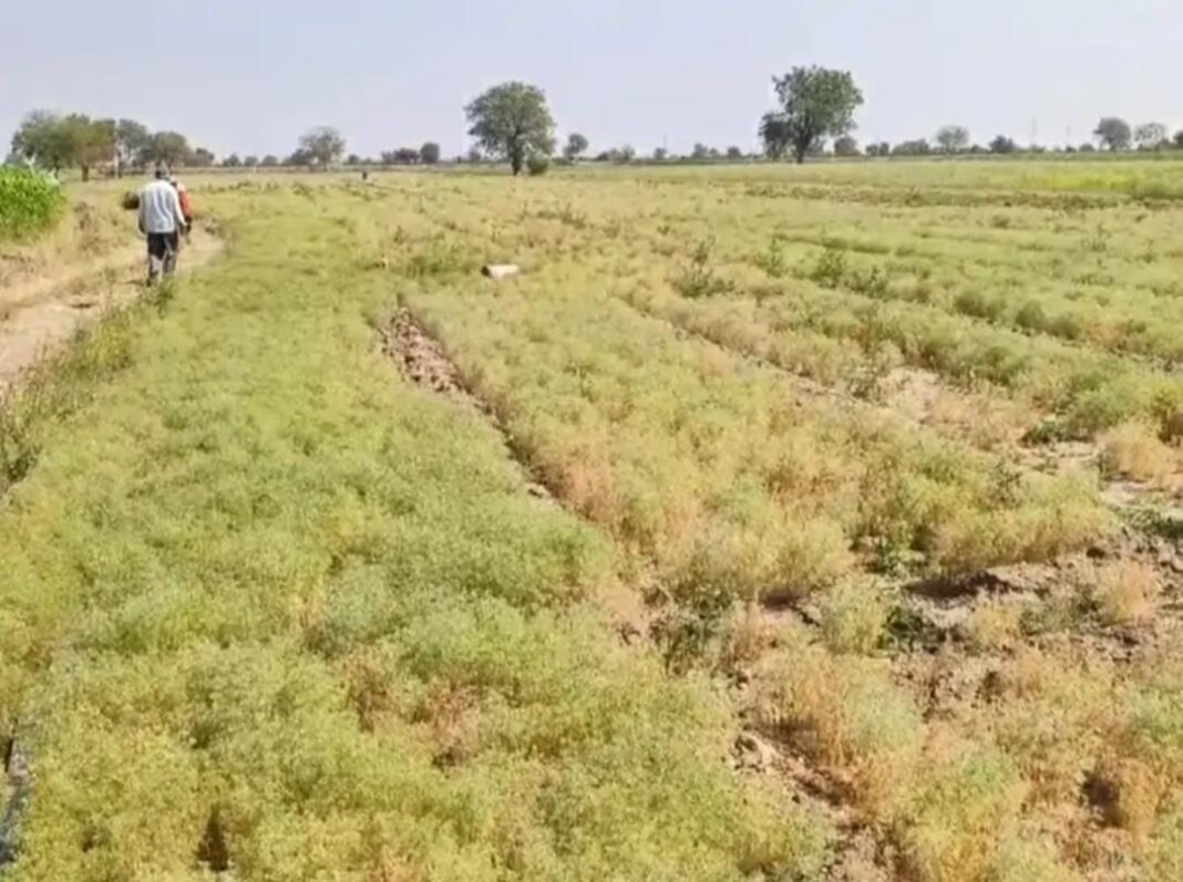 In Surendranagar district there was a change in the weather, there was fear of subsequent fall of cumin