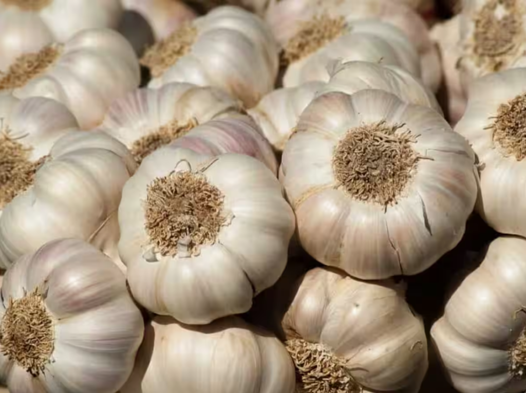 Total boom in garlic - In just four days I increased by Rs.1000