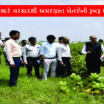 Review In person visited the farms affected by heavy rains in Surendranagar